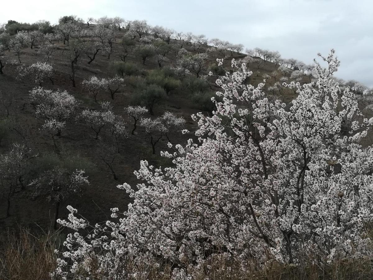 Casa Aguila 2.0 Bed and Breakfast Los Valverde Εξωτερικό φωτογραφία